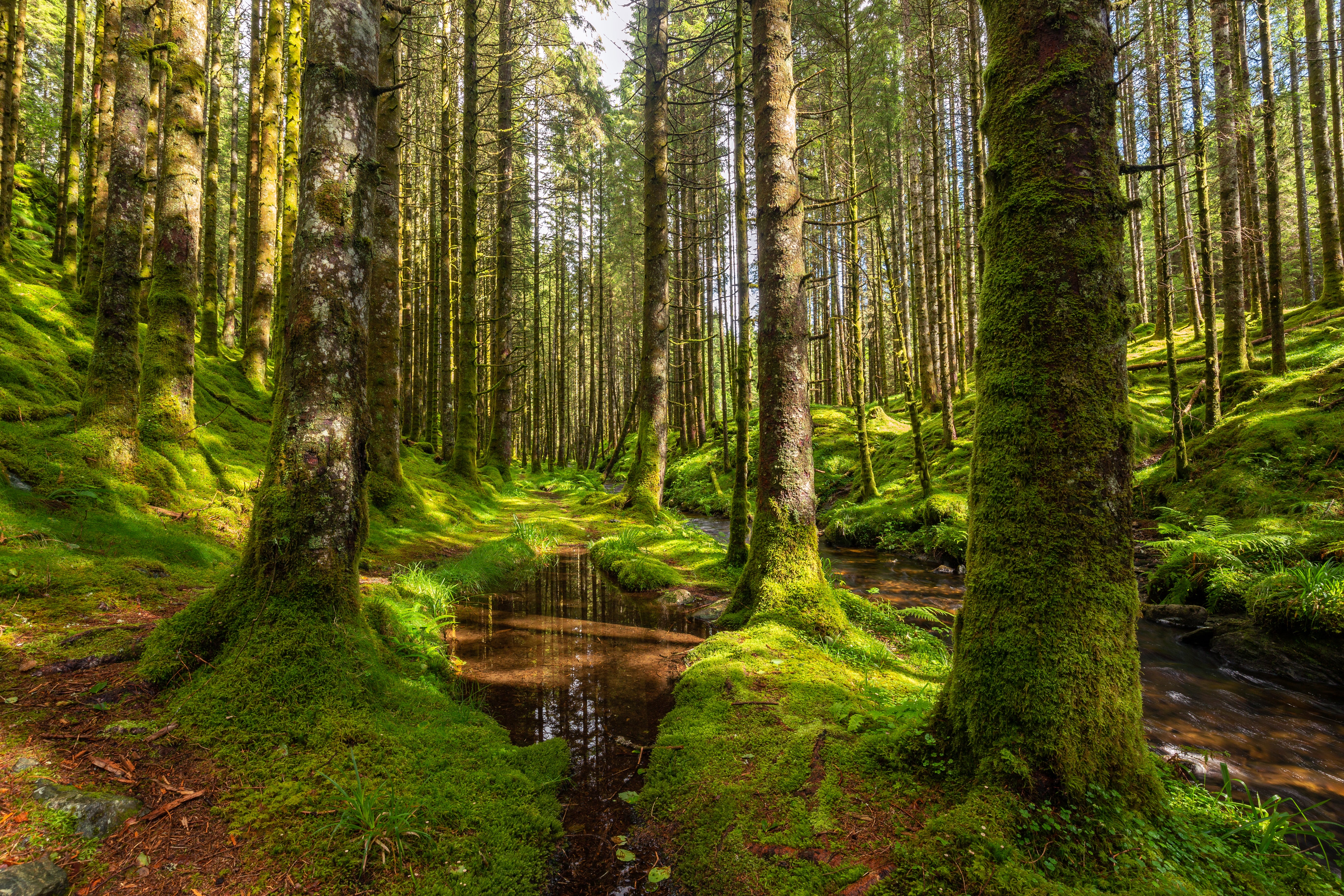 Bild på skog med träd och mossa
